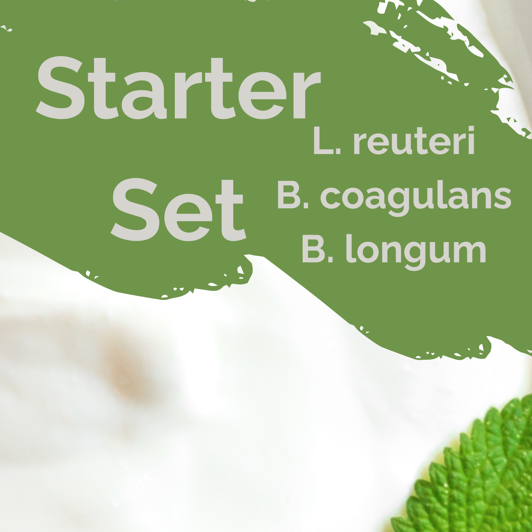L. reuteri + B. coagulans + B. longum | Sada startérů jogurtu | SIBO | Startovací kultury | 3 balení