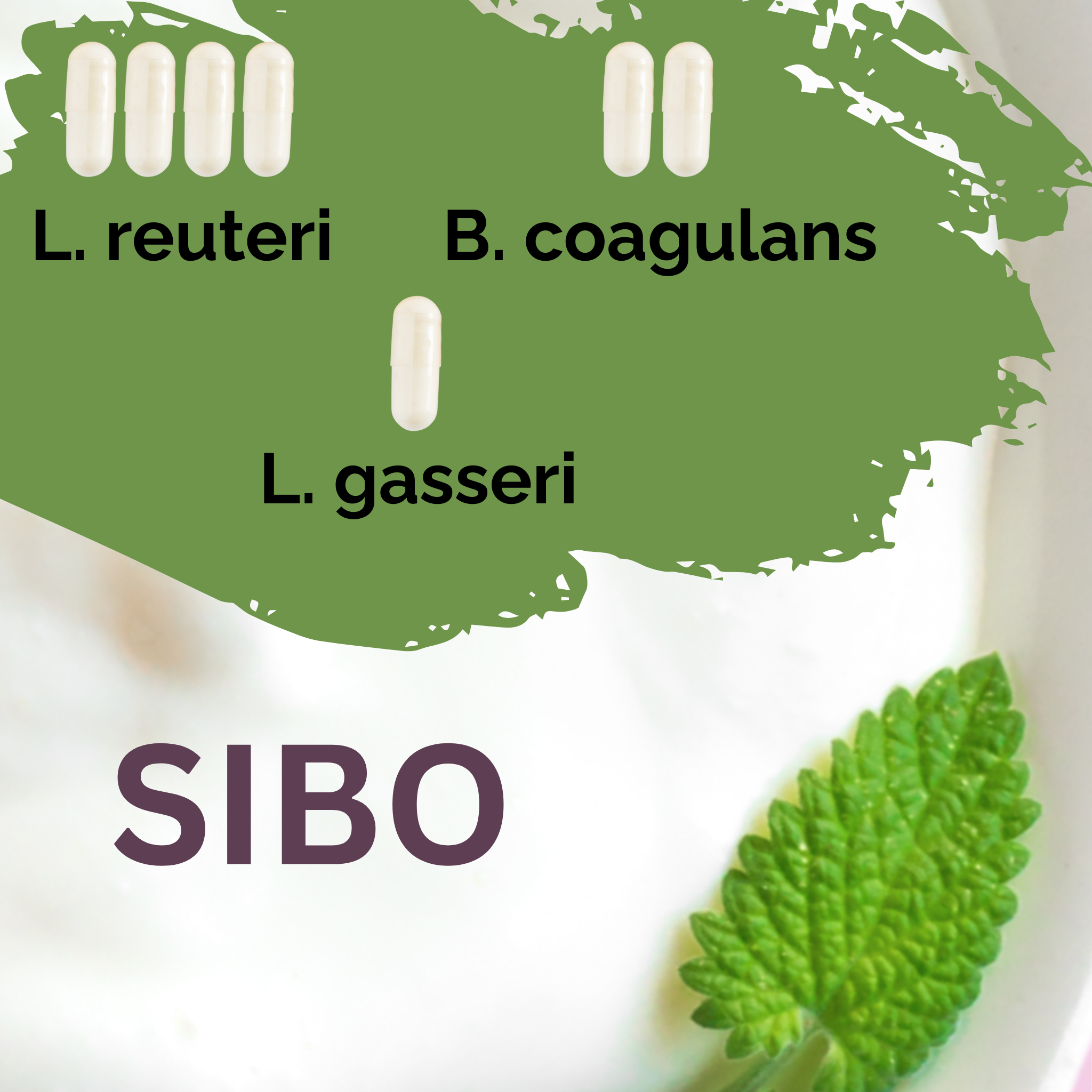 L. reuteri + B. coagulans + L. gasseri | Sada startérů jogurtu | SIBO | Startovací kultury | Balíček 3 kusů